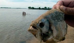 palometas