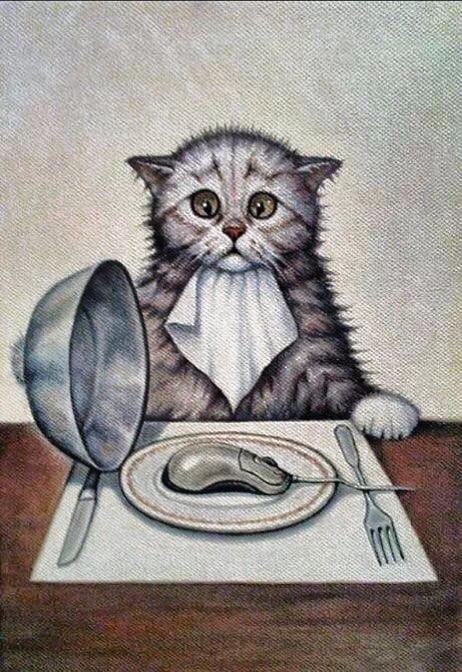 gato