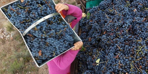 uvas