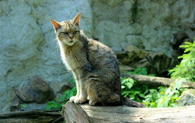 gato1