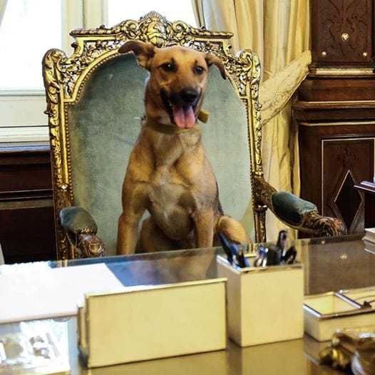 perro