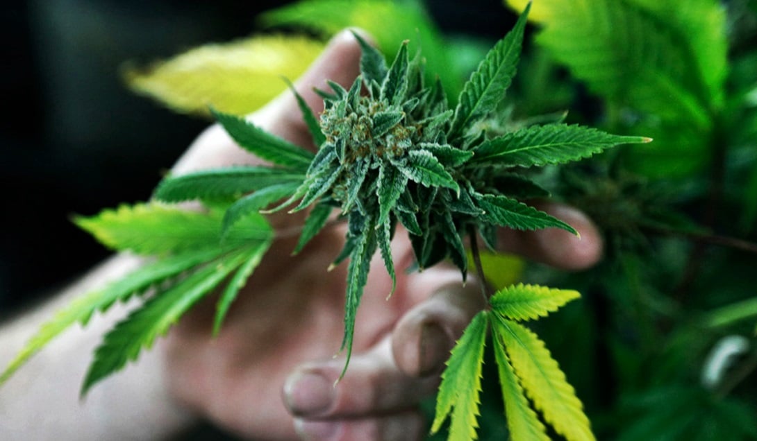marihuana