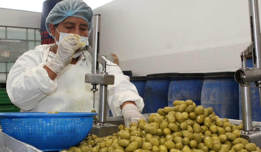 aceituna